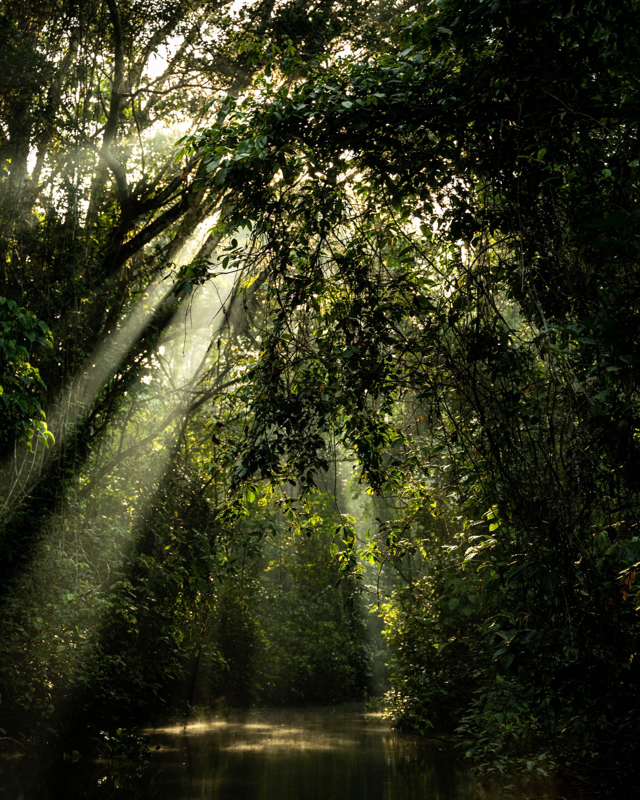 Foresta tropicale